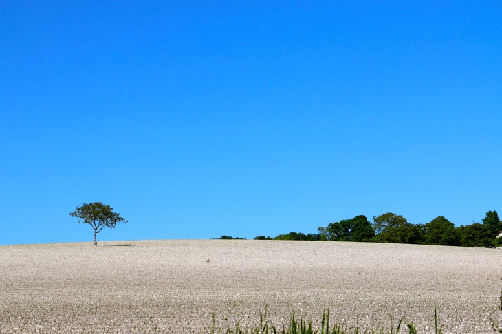 Aux alentours , les coteaux calcaires. - Vendoire