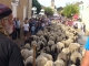 ARRIVEE DE LA TRANSHUMANCE