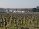 entre vignes et Dordogne