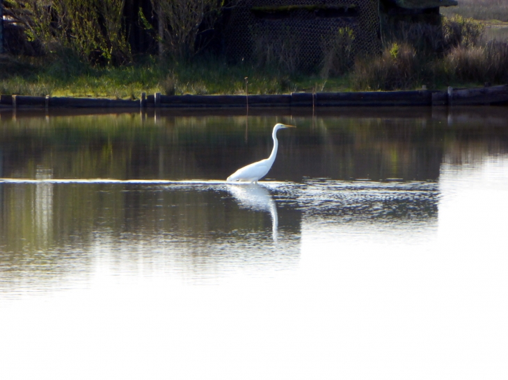 La réserve ornithologique - Le Teich