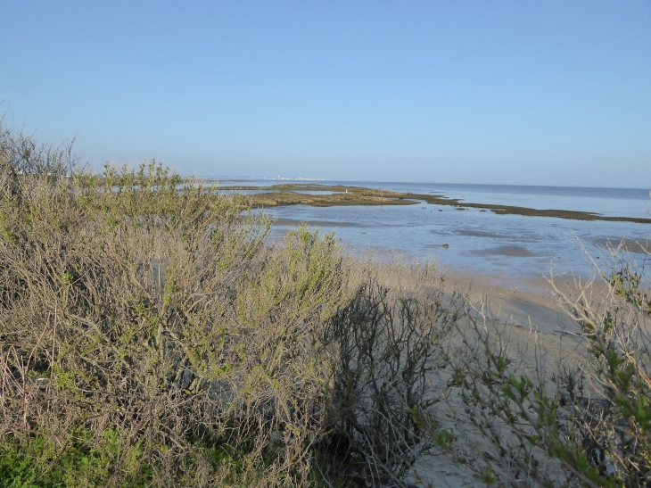 Le bassin d'Arcachon - Le Teich