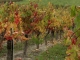Photo suivante de Saint-André-de-Cubzac pastel viticole