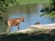 Photo suivante de Saint-Antoine-sur-l'Isle Sur le bord du canal.