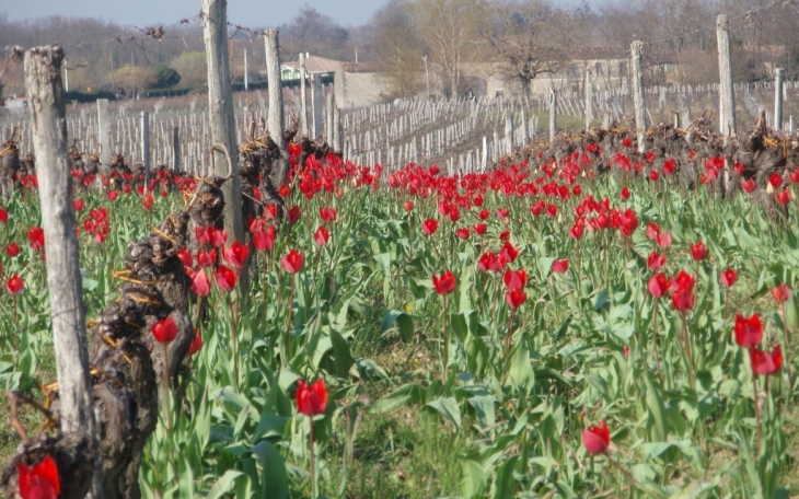 Tulipes sauvages pombréde - Saint-Brice