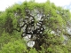 Photo précédente de Saint-Seurin-sur-l'Isle vraiment superbe cet arbre 