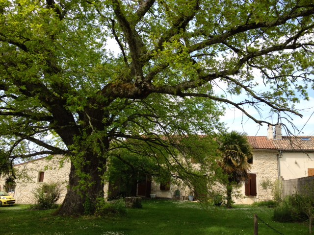 Vénérable chêne du hameau du Grand Babeau. - Targon