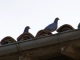 Photo suivante de Créon-d'Armagnac Les pigeons de l'église.