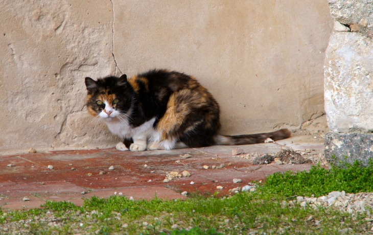 Petit chat de l'église Saint-Jean-Batiste. - Escalans