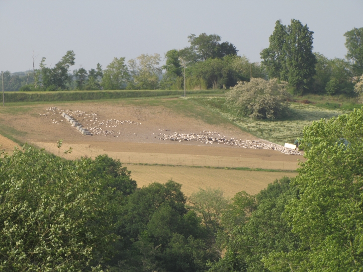 Elevage de canards dans les environs - Saint-Aubin