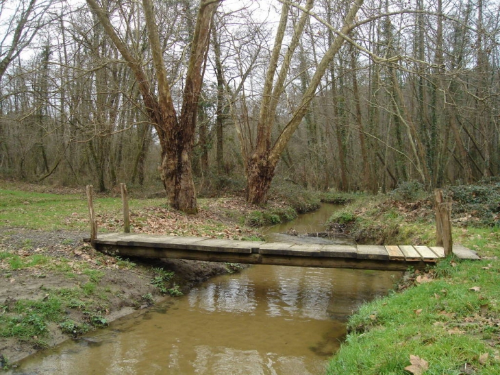Ruisseau dans forêt landaise - Saint-Vincent-de-Tyrosse
