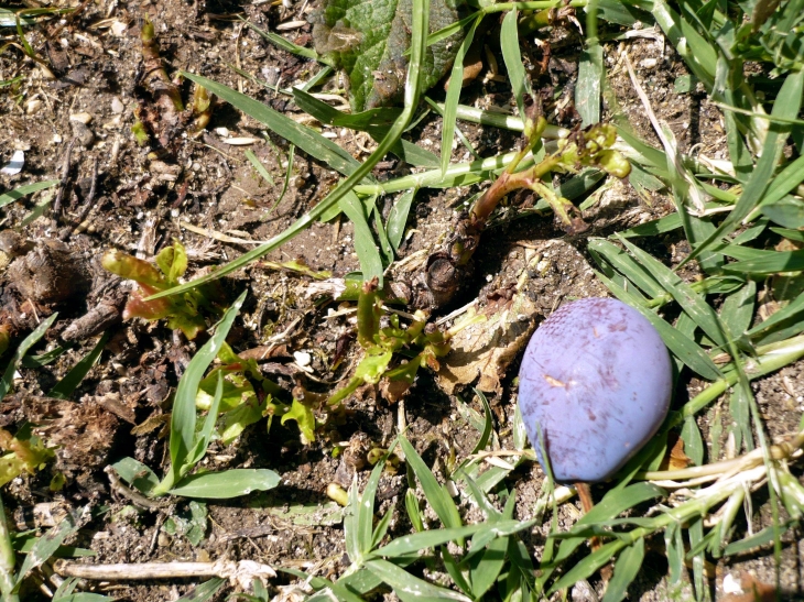 Une prune égarée.... - Penne-d'Agenais