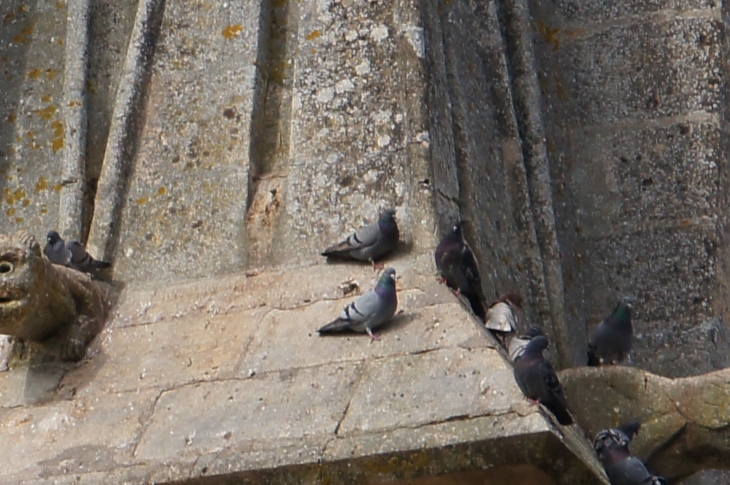 Les pigeons de l'église Saint-etienne. - Saint-Étienne-de-Villeréal