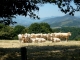 Photo suivante de Ahaxe-Alciette-Bascassan Aux alentours, troupeau de vaches.