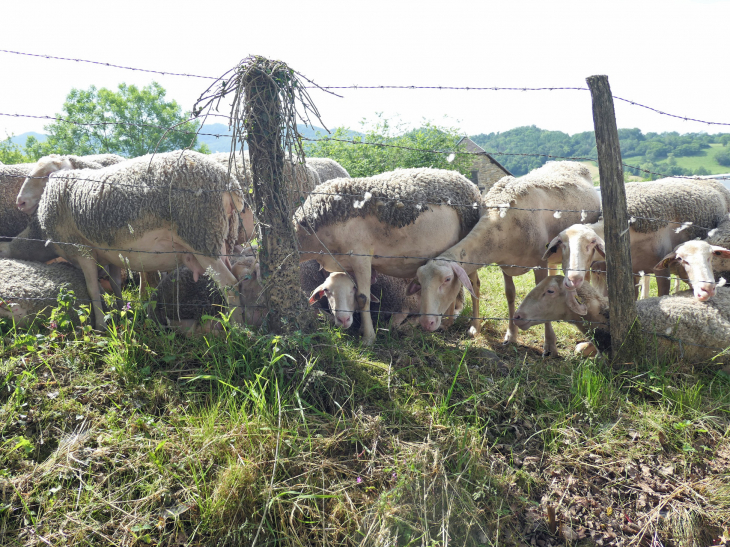 L'élevage ovin - Alos-Sibas-Abense