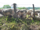 Photo précédente de Alos-Sibas-Abense l'élevage ovin