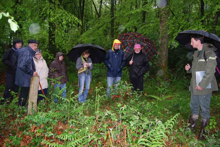 Sortie Forêt sur le sentier Botanique sous la pluie - Bénéjacq
