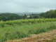 les Pyrénées vues des vignes