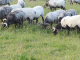 moutons Manech à cornes et tête noire