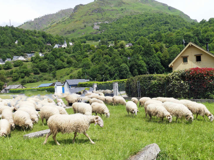 Moutons au pied du village - Louvie-Soubiron