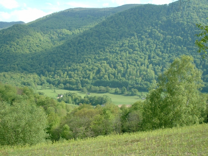 Une partie de la forêt du Bager d - Oloron-Sainte-Marie