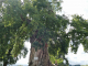arbre remarquable : un des trois chênes millénaires de France