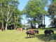 la Rhune : chevaux pottok en liberté