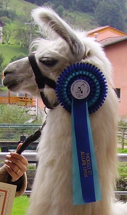 Grand champion 2006 - Limoise