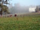 Photo suivante de Ygrande le chateau d'Ygrande dans la brume du matin