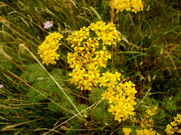 Flore des alentours. - Charmensac