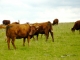 Photo précédente de Charmensac Aux alentours, troupeau de vaches salers.