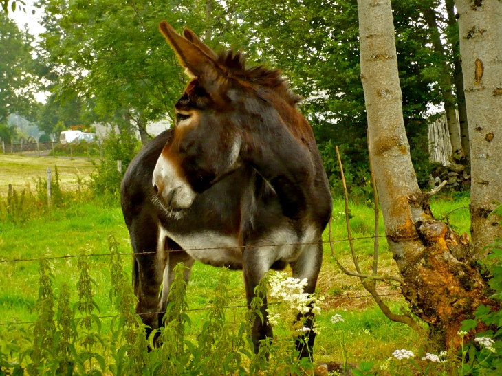 Une-mule-dans-un-champs-des-environs. C'est un animal robuste, sobre et patient. - Salers
