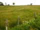 Prairie en fleurs autour de Salers, fin juillet.
