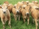 Photo suivante de Villedieu vaches près de Villedieu