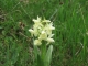 Orchis pallens ou jaune pâle. (Les Salettes Mai 2008)