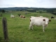 Tence (43190) paysage avec vaches