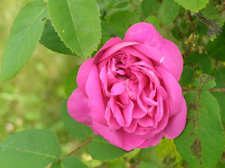 Rose de mon Jardin - Billom