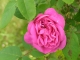 Photo suivante de Billom Rose de mon Jardin