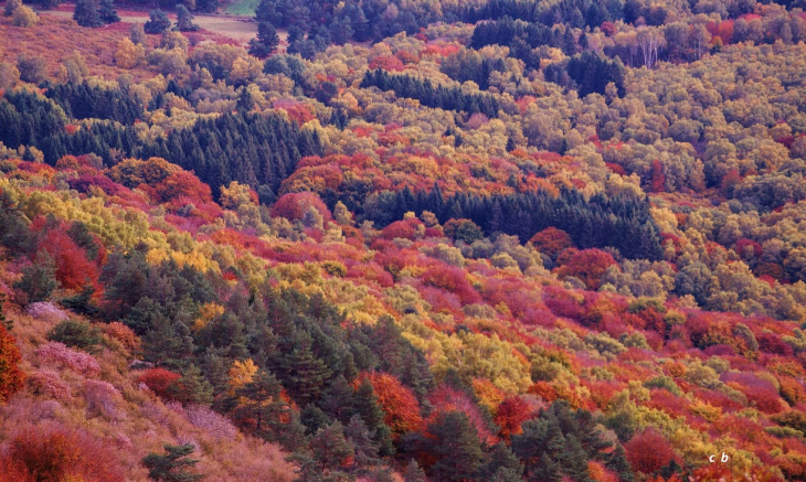L'automne sur les pentes Est du Puy de Dôme - Orcines
