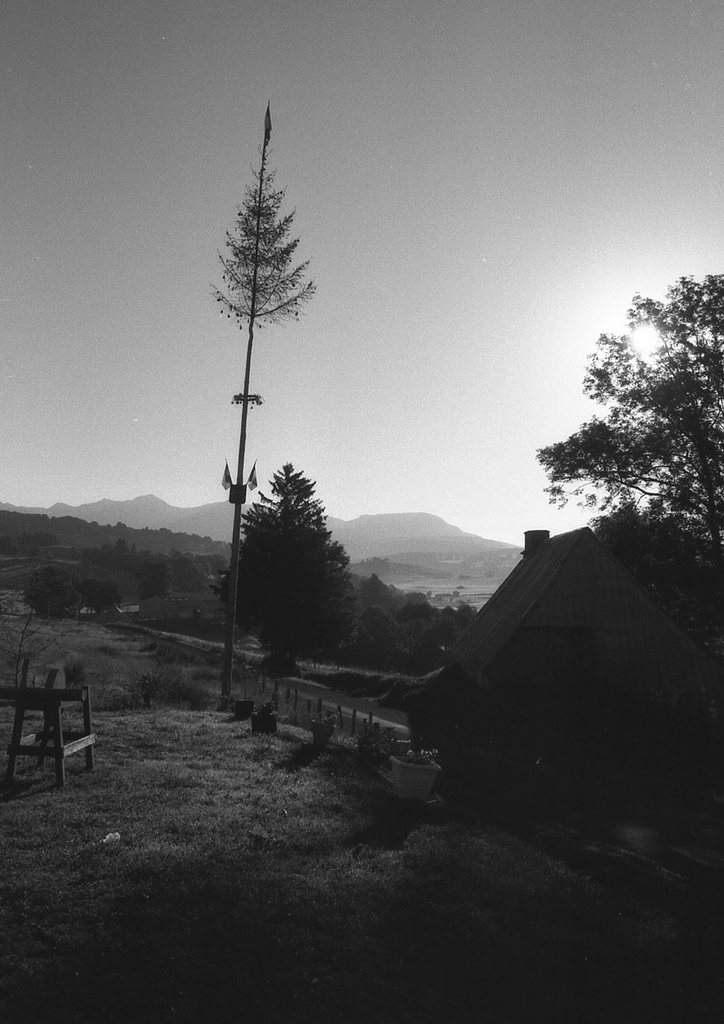 L'Arbre du Conseil - Saint-Donat