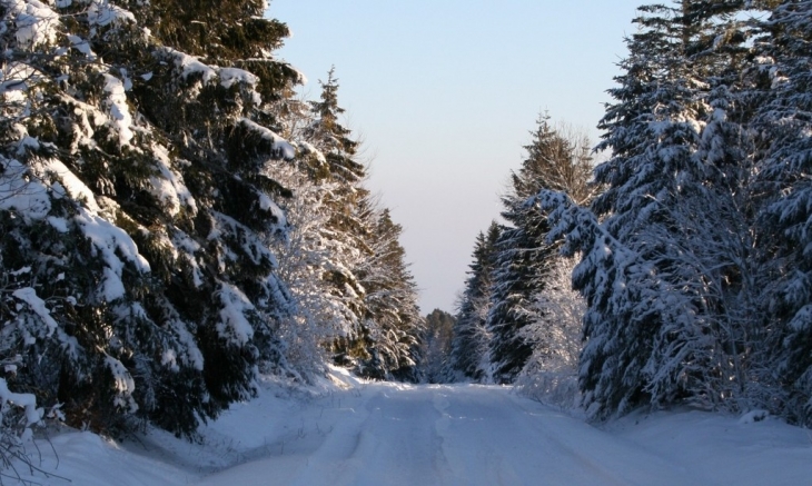 Forêt de Courbanges en hiver - Saint-Victor-la-Rivière