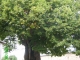 Arbre remarquable au Puy