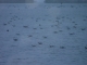 Photo suivante de Hérouville-Saint-Clair Les canards du Canal sous la neige