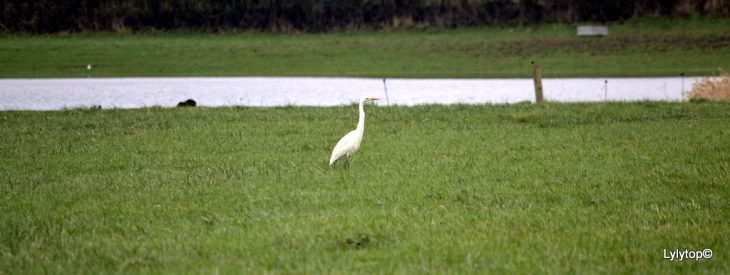 Grande aigrette - Beuzeville-la-Bastille