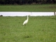 grande aigrette