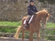 pension chevaux manège ,3 enseignants diplômés, spécialisé jeunes chevaux, élevage chevaux,vente-achat;maréchal ferrant sur place;carolinebellement.fr