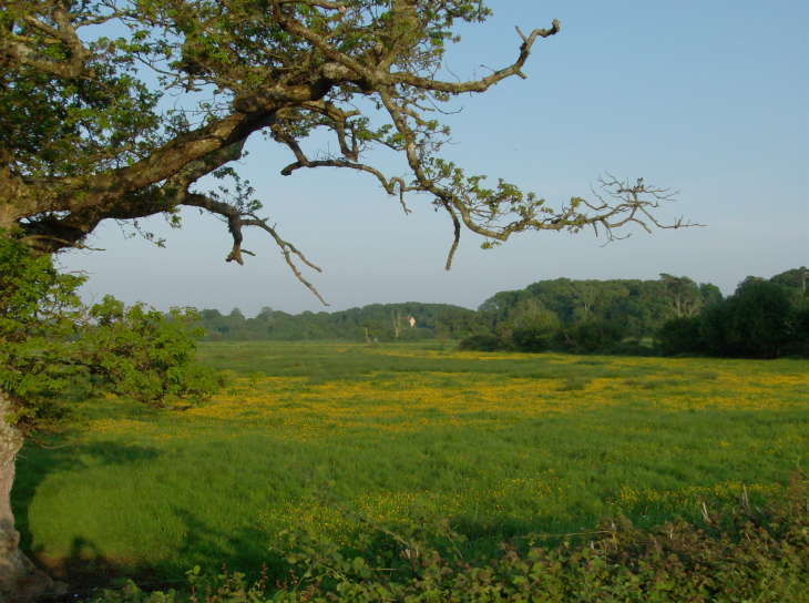 Prairie de Roumard - Magneville