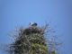 Photo précédente de Saint-Fromond cigogne sur son nid