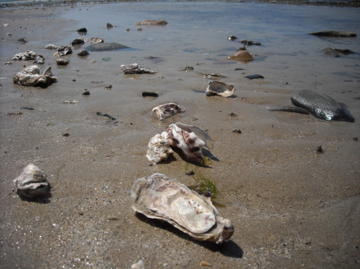 Laisse de mer - coquilles d'huitres - Saint-Germain-sur-Ay