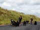 Photo suivante de Saint-Lô-d'Ourville chiens en promenade