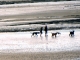 chiens à la plage